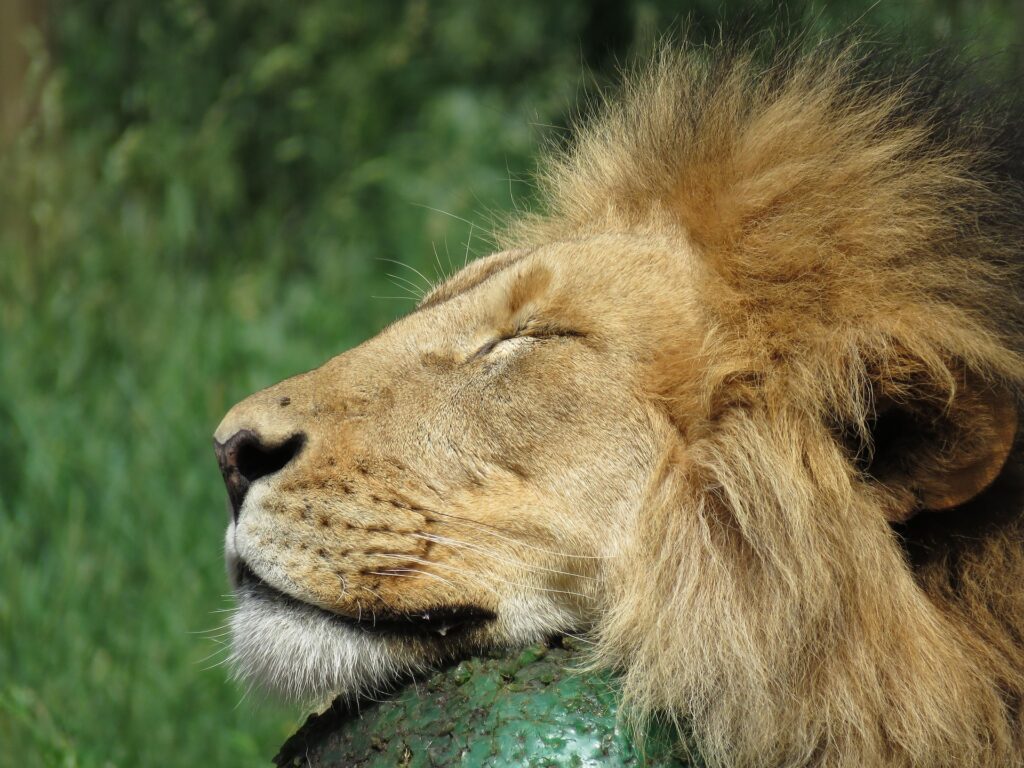 A lion at the Calgary Zoo interacting with a red ball in its enclosure, surrounded by naturalistic habitat elements