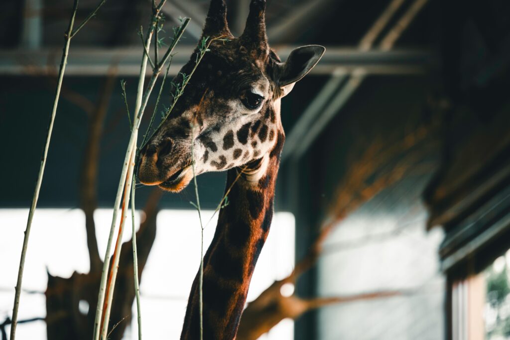 Close-up portrait of a giraffe at the Calgary Zoo, showcasing its distinctive spots and serene expression.