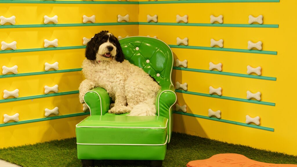 Dog posing inside Calgary Selfie Museum , one of the best places to go with your dog in Calgary for fun and memorable photos with colorful backgrounds