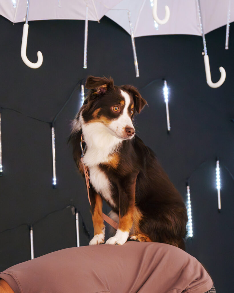Dog posing inside Calgary Selfie Museum , one of the best places to go with your dog in Calgary for fun and memorable photos with colorful backgrounds