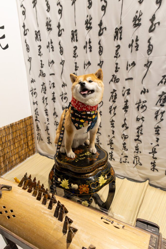 Dog posing inside Calgary Selfie Museum , one of the best places to go with your dog in Calgary for fun and memorable photos with colorful backgrounds