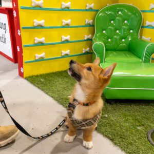Dog posing inside Calgary Selfie Museum , one of the best places to go with your dog in Calgary for fun and memorable photos with colorful backgrounds