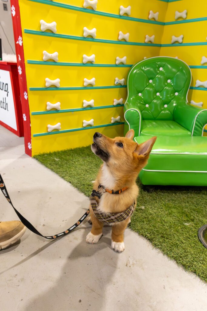 Dog posing inside Calgary Selfie Museum , one of the best places to go with your dog in Calgary for fun and memorable photos with colorful backgrounds