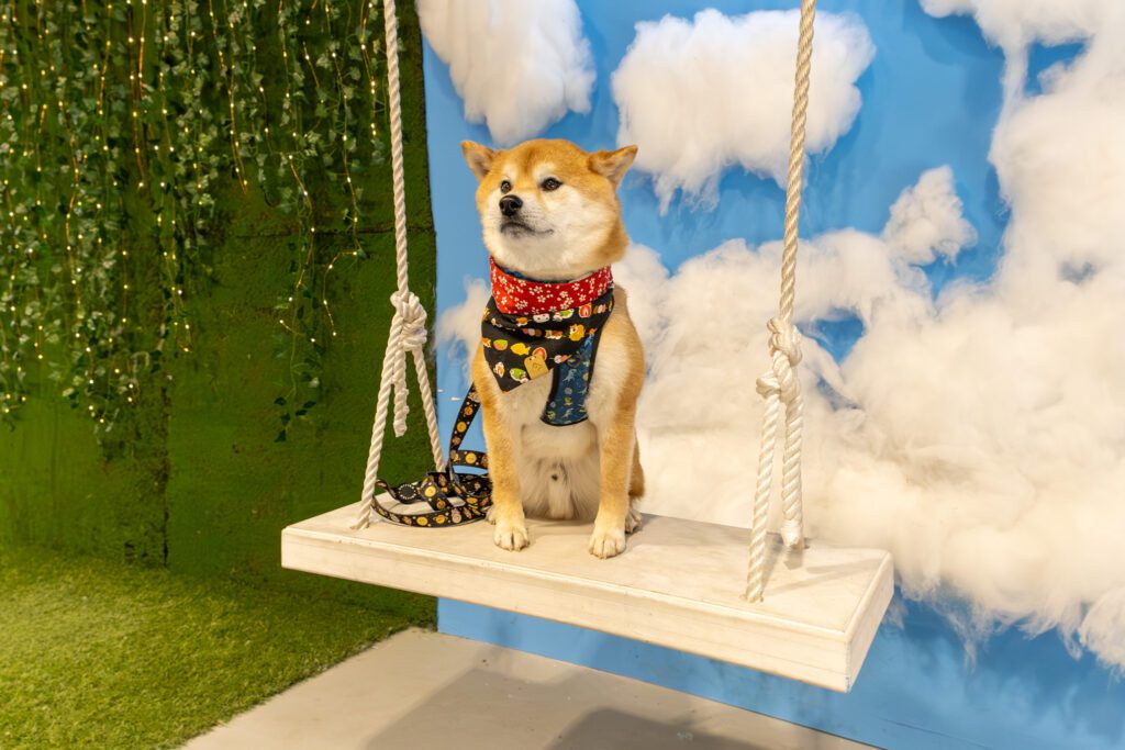 Dog posing inside Calgary Selfie Museum , one of the best places to go with your dog in Calgary for fun and memorable photos with colorful backgrounds