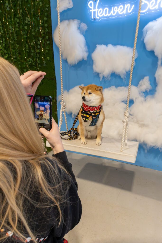 Dog posing inside Calgary Selfie Museum , one of the best places to go with your dog in Calgary for fun and memorable photos with colorful backgrounds
