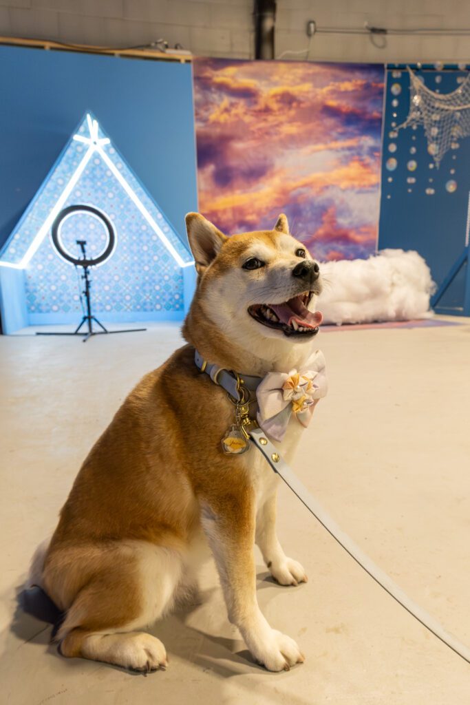 Dog posing inside Calgary Selfie Museum , one of the best places to go with your dog in Calgary for fun and memorable photos with colorful backgrounds