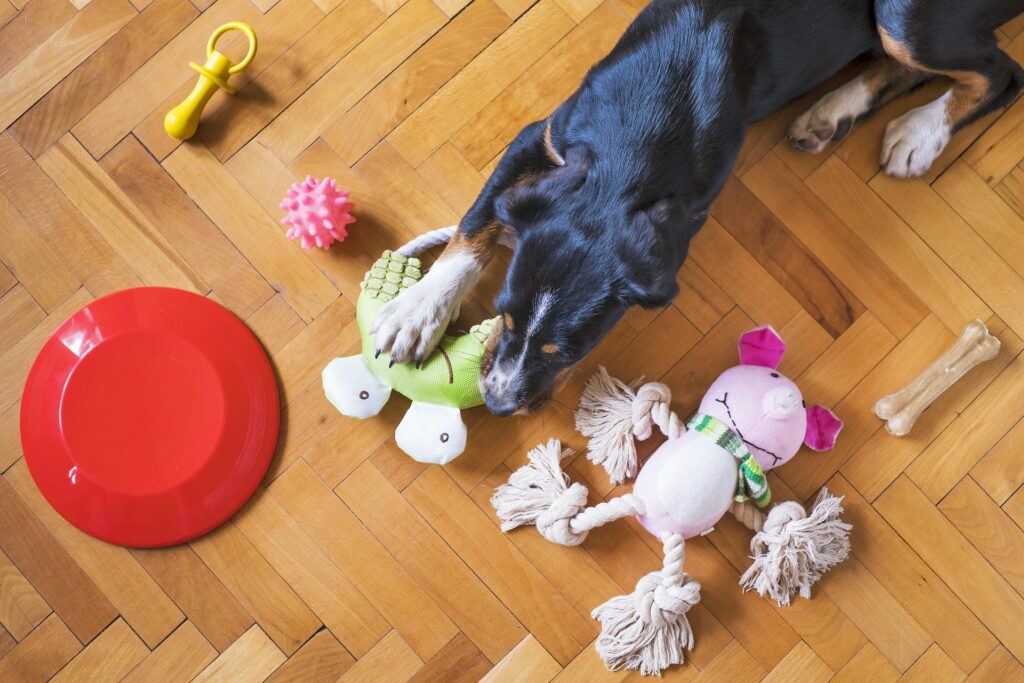 Dog playing with chew toys, ideal for showcasing places to go with your dog in Calgary for fun and interactive experiences