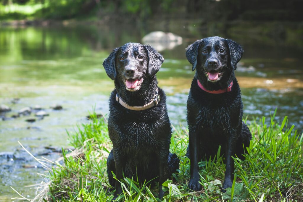 Two black short-coated dogs sitting on grass , near river
