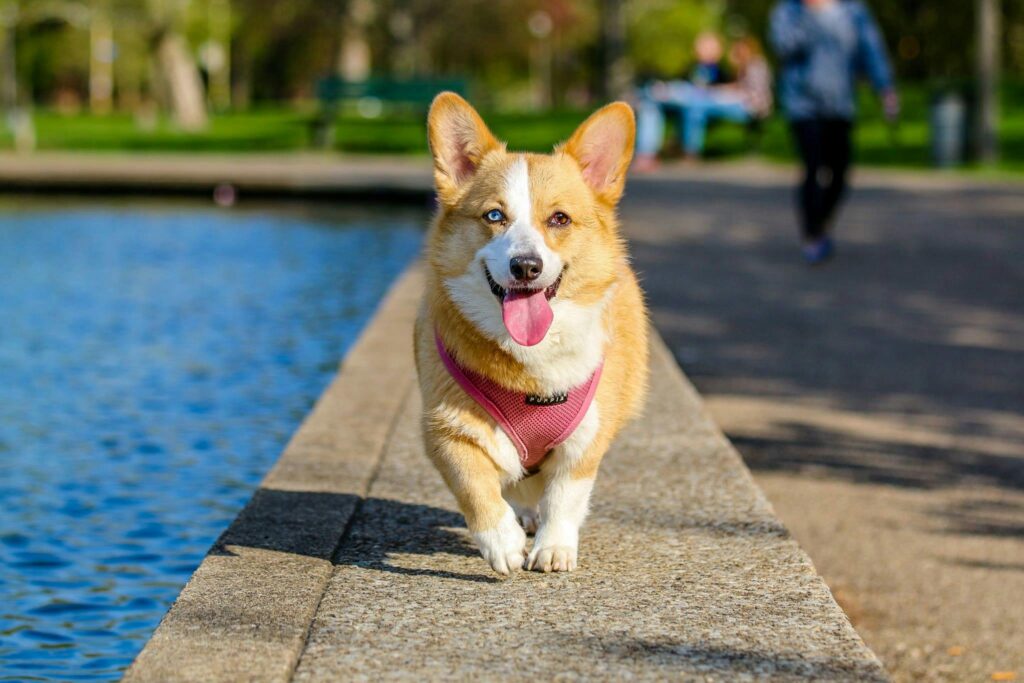 Scenic Park in with a calm river, green trees, and open grassy areas, one of the best places to go with your dog in Calgary
