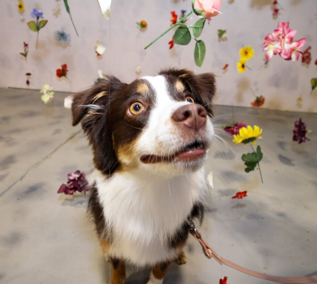Dog posing inside Calgary Selfie Museum , one of the best places to go with your dog in Calgary for fun and memorable photos with colorful backgrounds